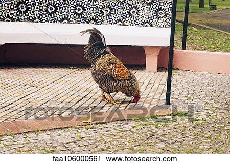 Chicken View Large Photo Image Stock Image - Chicken. Fotosearch