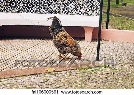 Chicken View Large Photo Image Stock Image - Chicken. Fotosearch