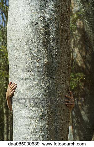 Child hiding behind tree trunk View Large Photo Image Stock Photo - Child hiding behind tree trunk. Fotosearch