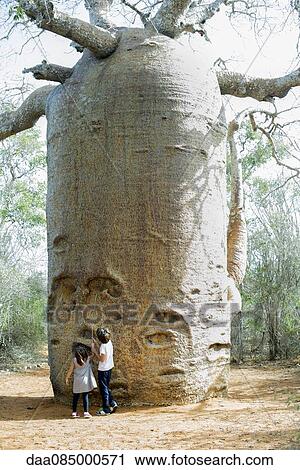 Stock Image - Children looking up at baobab tree. Fotosearch