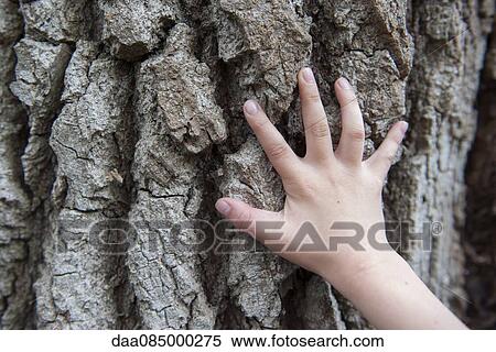 Stock Photography - Child's hand touching tree bark. Fotosearch