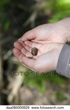 Child's hands holding tiny pine cone View Large Photo Image Stock Photo - Child's hands holding tiny pine cone. Fotosearch