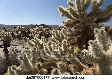 Cholla cactus growing in Joshua Tree National Park, California, USA View Large Photo Image Stock Photo - Cholla cactus growing in Joshua Tree National Park, California, USA. Fotosearch