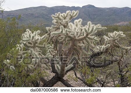 Cholla cactus in a desert of Arizona, USA View Large Photo Image Stock Photograph - Cholla cactus in a desert of Arizona, USA. Fotosearch