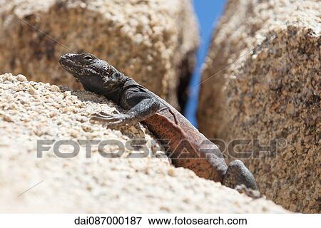 Chuckwalla lizard View Large Photo Image Stock Photo - Chuckwalla lizard. Fotosearch