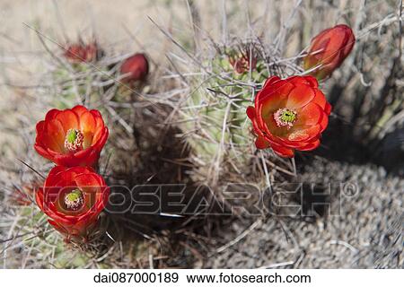 Claretcup cactus (Echinocereus triglochidiatus) View Large Photo Image Stock Photo - Claretcup cactus (Echinocereus triglochidiatus). Fotosearch
