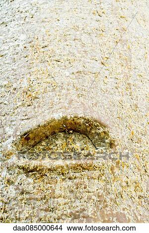 Close-up of baobab bark and knot View Large Photo Image Picture - Close-up of baobab bark and knot. Fotosearch