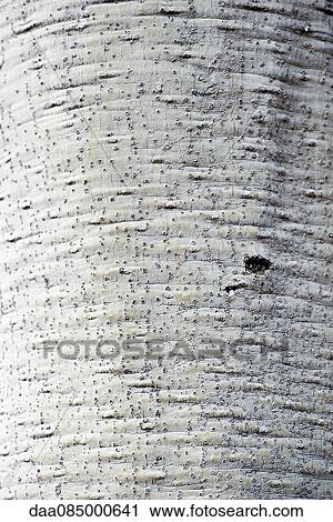 Close-up of baobab tree bark View Large Photo Image Stock Image - Close-up of baobab tree bark. Fotosearch