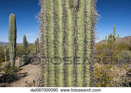 Close-up of cactus in Saguaro National Park, Arizona, USA View Large Photo Image Stock Image - Close-up of cactus in Saguaro National Park, Arizona, USA. Fotosearch