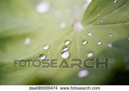 Picture - Close-up of dew drops on leaf. Fotosearch