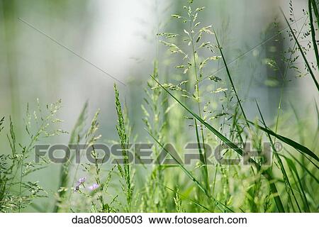 Stock Image - Close-up of grass and weeds. Fotosearch