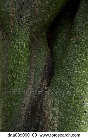 Close-up of green tree bark View Large Photo Image Stock Photo - Close-up of green tree bark. Fotosearch