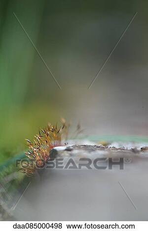 Close-up of moss growing on rock View Large Photo Image Stock Photo - Close-up of moss growing on rock. Fotosearch