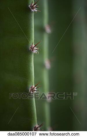 Close-up of spikes on cactus View Large Photo Image Stock Photo - Close-up of spikes on cactus. Fotosearch