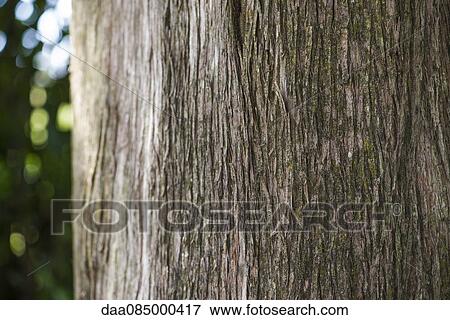 Close-up of tree bark View Large Photo Image Stock Photo - Close-up of tree bark. Fotosearch