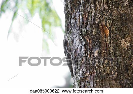 Stock Image - Close-up of tree trunk. Fotosearch