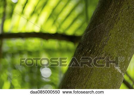Close-up of tropical tree trunk View Large Photo Image Stock Image - Close-up of tropical tree trunk. Fotosearch