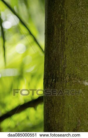 Stock Image - Close-up of tropical tree trunk. Fotosearch
