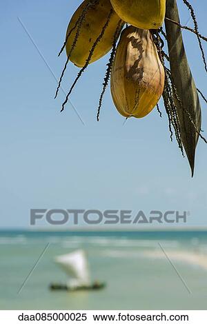 Coconuts hanging from palm at beach View Large Photo Image Stock Photography - Coconuts hanging from palm at beach. Fotosearch
