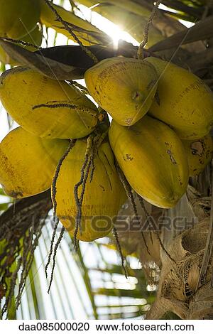 Coconuts on tree View Large Photo Image Stock Image - Coconuts on tree. Fotosearch