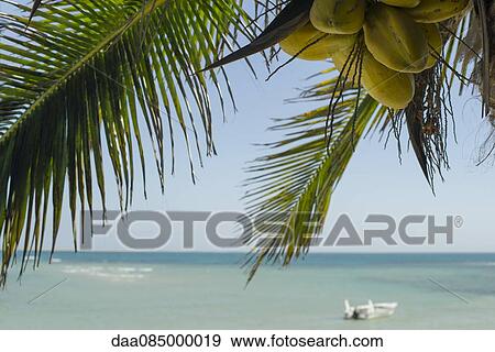 Coconuts ripening on palm tree at beach View Large Photo Image Stock Photo - Coconuts ripening on palm tree at beach. Fotosearch