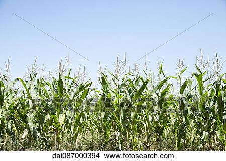 Cornfield View Large Photo Image Picture - Cornfield. Fotosearch