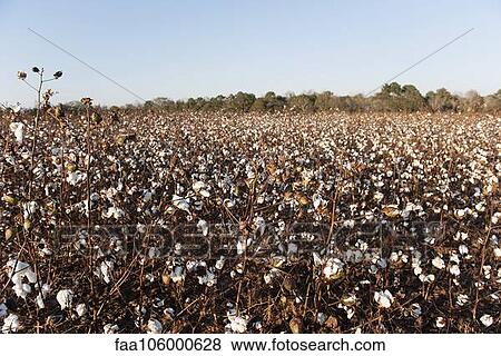 Cotton field View Large Photo Image Stock Photo - Cotton field. Fotosearch