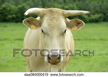 Cow, close-up View Large Photo Image Stock Photo - Cow, close-up. Fotosearch