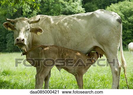 Stock Image - Cow nursing her calf. Fotosearch