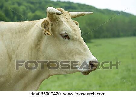 Cow, side view View Large Photo Image Stock Image - Cow, side view. Fotosearch