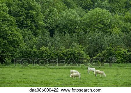 Cows grazing in pasture View Large Photo Image Stock Image - Cows grazing in pasture. Fotosearch