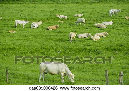 Cows grazing in pasture View Large Photo Image Stock Photograph - Cows grazing in pasture. Fotosearch