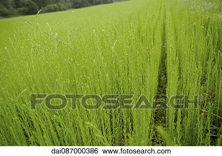 Crops growing in field View Large Photo Image Stock Photograph - Crops growing in field. Fotosearch
