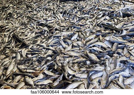 Dead fish, full frame View Large Photo Image Picture - Dead fish, full frame. Fotosearch
