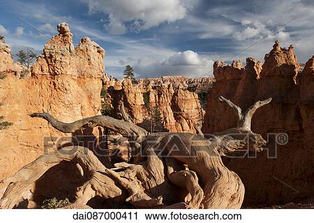 Dead tree in Bryce Canyon National Park, Utah, USA View Large Photo Image Stock Image - Dead tree in Bryce Canyon National Park, Utah, USA. Fotosearch