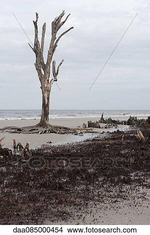 Picture - Dead tree on beach, Jekyll Island, Georgia, USA. Fotosearch