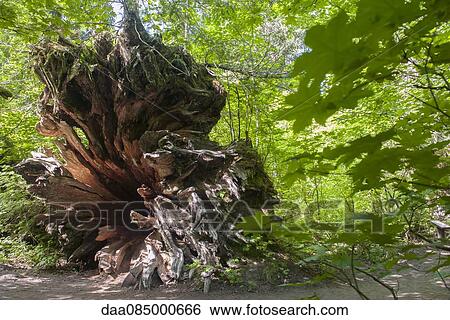 Dead tree View Large Photo Image Stock Photograph - Dead tree. Fotosearch
