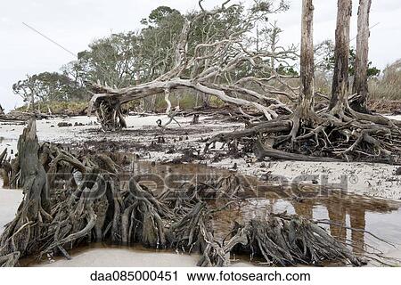 Dead trees on beach, Jekyll Island, Georgia, USA View Large Photo Image Stock Image - Dead trees on beach, Jekyll Island, Georgia, USA. Fotosearch
