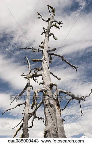 Dead trees View Large Photo Image Stock Image - Dead trees. Fotosearch