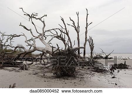 Dead, uprooted trees on beach, Jekyll Island, Georgia, USA View Large Photo Image Stock Image - Dead, uprooted trees on beach, Jekyll Island, Georgia, USA. Fotosearch