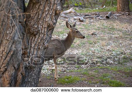 Stock Image - Deer in Zion National Park, Utah, USA. Fotosearch