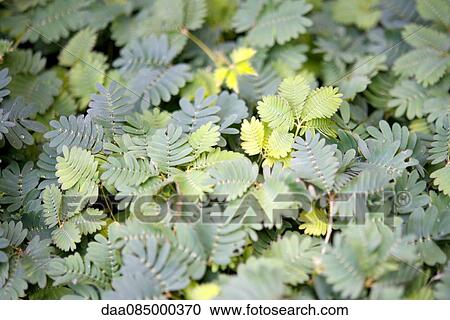 Delicate mimosa foliage, full frame View Large Photo Image Stock Image - Delicate mimosa foliage, full frame. Fotosearch