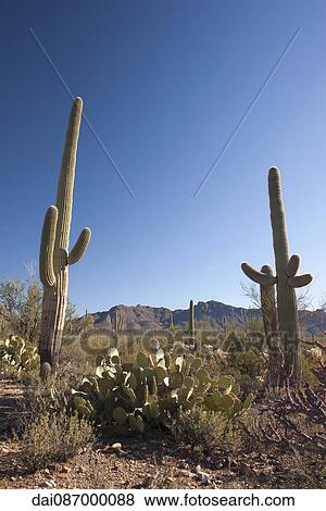 Desert landscape in Saguaro National Park, Arizona, USA View Large Photo Image Stock Photo - Desert landscape in Saguaro National Park, Arizona, USA. Fotosearch