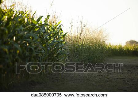 Dirt road next to cornfield View Large Photo Image Stock Photography - Dirt road next to cornfield. Fotosearch