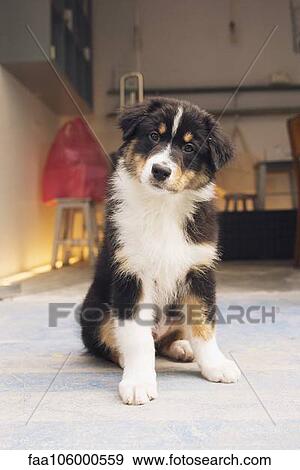 Dog, portrait View Large Photo Image Stock Photo - Dog, portrait. Fotosearch