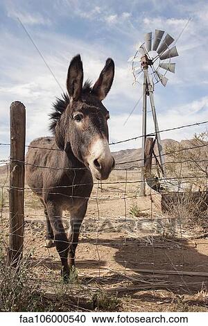 Donkey looking over wire fence View Large Photo Image Stock Image - Donkey looking over wire fence. Fotosearch