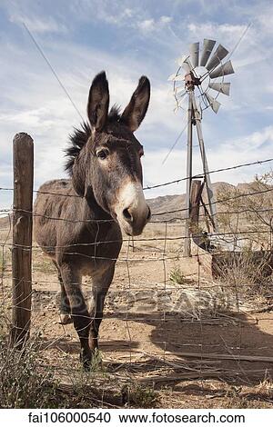 Stock Image - Donkey looking over wire fence. Fotosearch