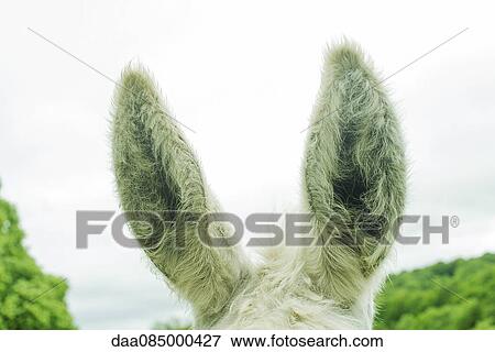 Stock Photo - Donkey's ears. Fotosearch