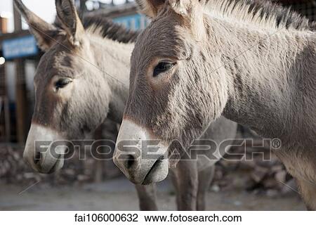 Stock Image - Donkeys. Fotosearch