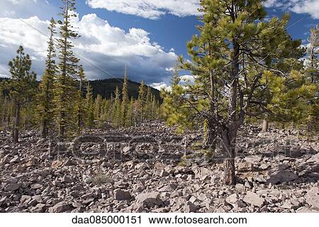 Evergreen trees growing in volcanic rock, Lassen Volcanic National Park, California, USA View Large Photo Image Stock Image - Evergreen trees growing in volcanic rock, Lassen Volcanic National Park, California, USA. Fotosearch